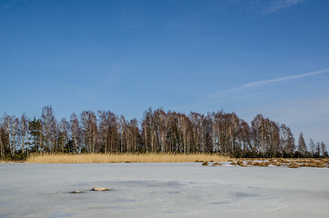 Image showing Group of birches