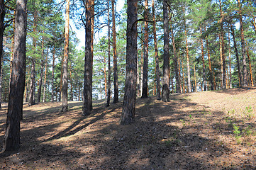 Image showing pine forest