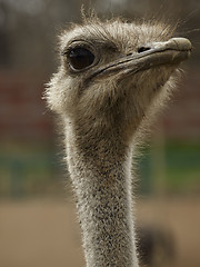 Image showing Ostrich