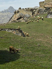 Image showing Sheep in to the ruins