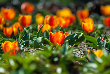 Image showing field of orange tulips