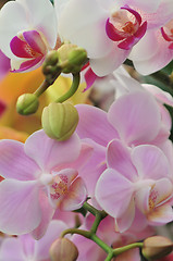 Image showing Beautiful white and pink  orchid - phalaenopsis