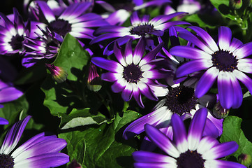 Image showing Vibrant bright purple with white daisy flowers