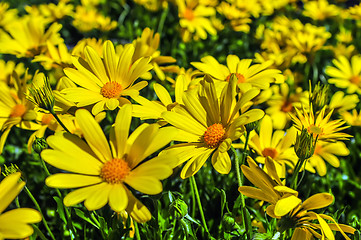 Image showing close up of a bunch of yellow daisies