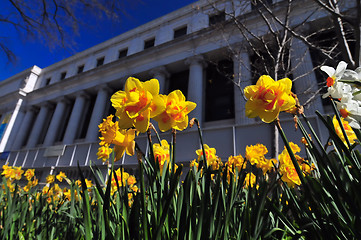 Image showing dafodils with a classic old building in background