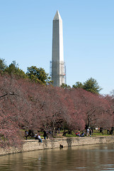 Image showing Washington Monument reflected in Tidal Basin and surrounded by p