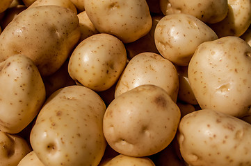 Image showing close up of big white potatoes on market stand