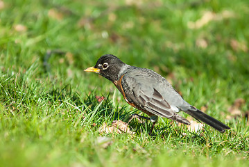 Image showing Robin bird on grassy lawn