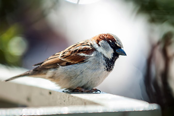 Image showing sparrow sitting on the balcony