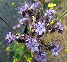 Image showing Wild flowers