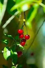 Image showing Cherry