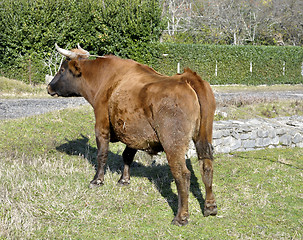 Image showing horned bull