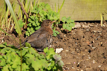 Image showing Female blackbird basking in the sunshine