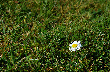 Image showing Single daisy in green grass