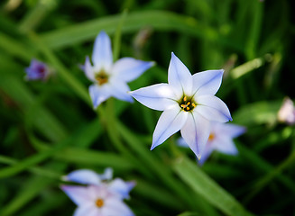 Image showing Beautiful blue and white spring starflowers