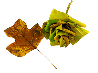 Image showing leaf bouquet of tuliptree leaves and bright leaf  