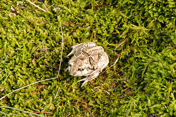 Image showing garlic spadefoot toad pelobates fuscus moss 