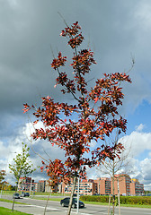 Image showing oak tree autumn cars go street modern flat house 