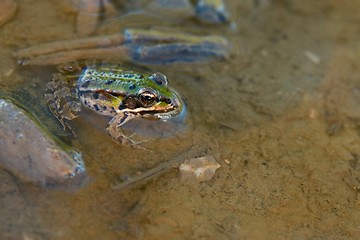 Image showing Frog