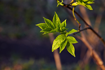 Image showing Leaves