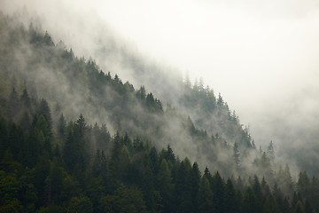 Image showing Forest Fog