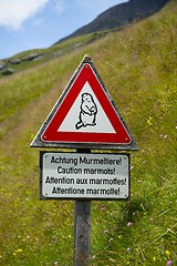 Image showing Marmots