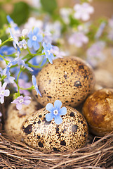 Image showing quail eggs and spring flowers