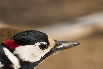 Image showing greater spotted woodpecker