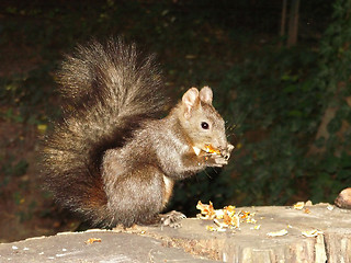 Image showing Squirrel