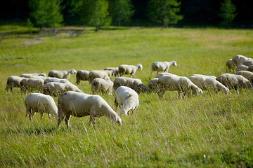 Image showing Sheep