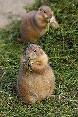 Image showing Prairie Dogs