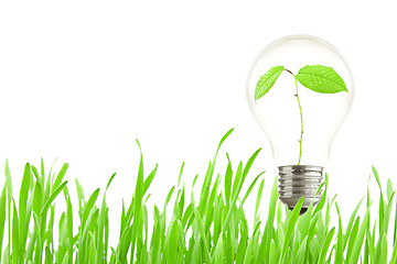 Image showing Plant growing inside the light bulb 