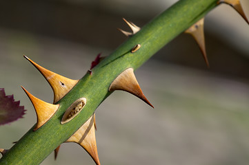 Image showing Thorns