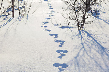 Image showing Hare trace in the snow