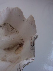 Image showing upside down shell