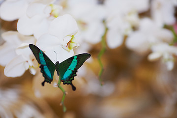 Image showing Butterfly on wedding flowers