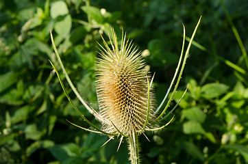 Image showing thorns dry thistle plant autumn 