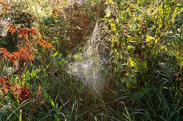 Image showing dewy spiderweb on plants sunlight autumn morning 