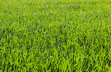 Image showing green grass with dew