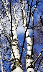 Image showing White birchs blue sky