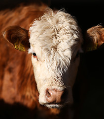 Image showing Cow