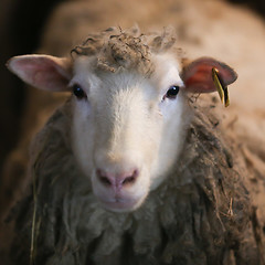 Image showing Sheep