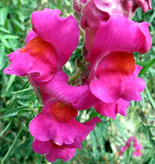 Image showing Pink Red blossoms