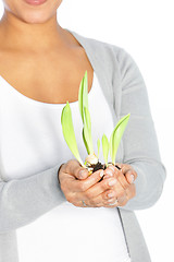 Image showing Plant in hand