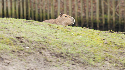 Image showing Capybara (Hydrochoerus hydrochaeris) 