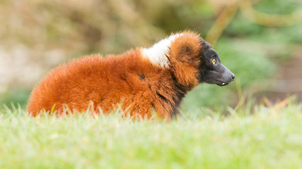 Image showing Red-bellied Lemur (Eulemur rubriventer) 