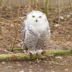 Image showing Snow owl with large claws