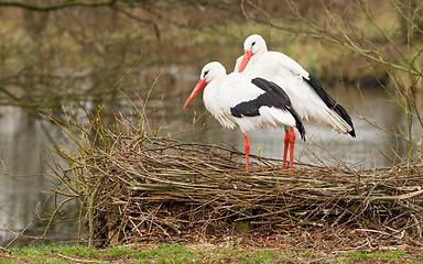 Image showing Pair of storks