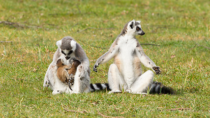 Image showing Ring-tailed lemur (Lemur catta) 