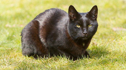 Image showing Black cat on grass